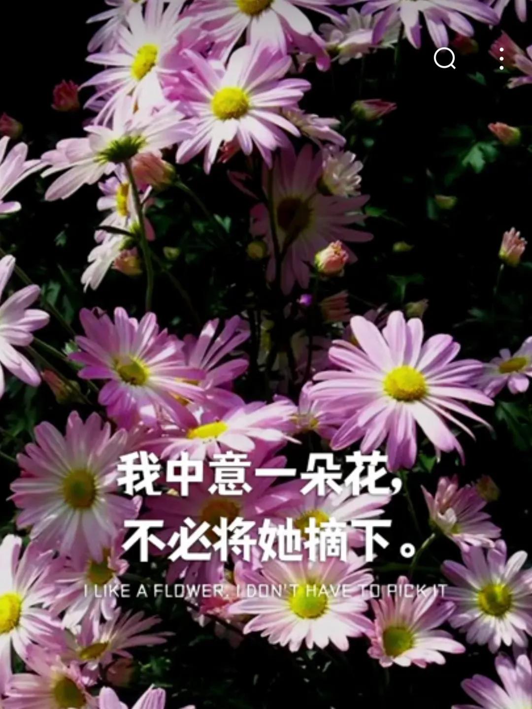 关于花的唯美文案｜你自山河林间来，惊鸿一现百花开