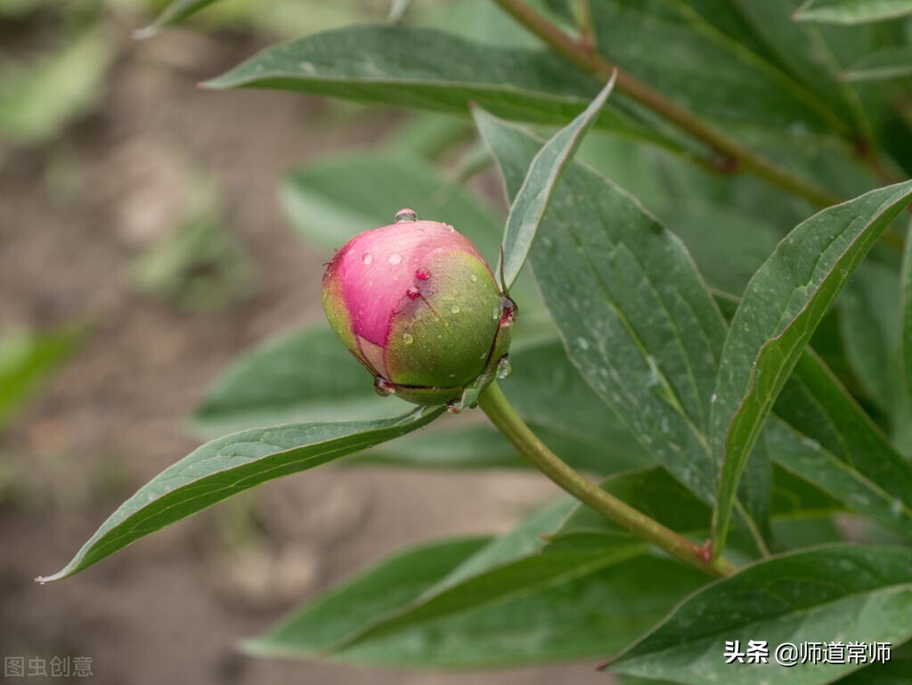 书香校园 |儒雅教育每日一句经典