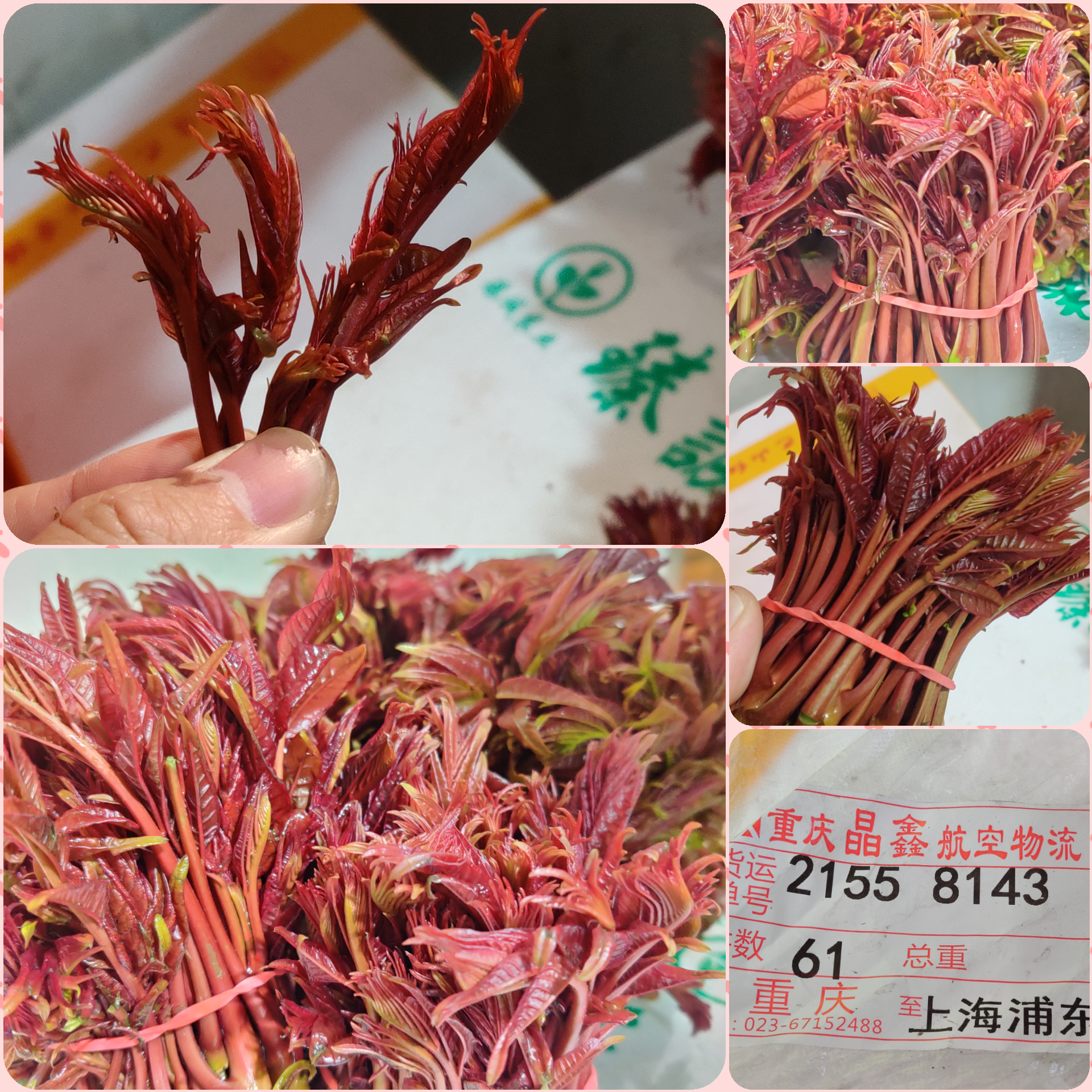 上海江橋：大白菜價格長期低迷歷史少見，豇豆成了“黃金豆”，價格居高不下
