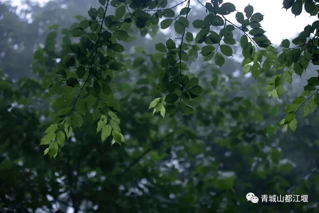 都江堰的六月！烟雨入古堰，山水云雾起......成都出发1h抵达的23℃避暑胜地！这个夏天一定要这样玩～