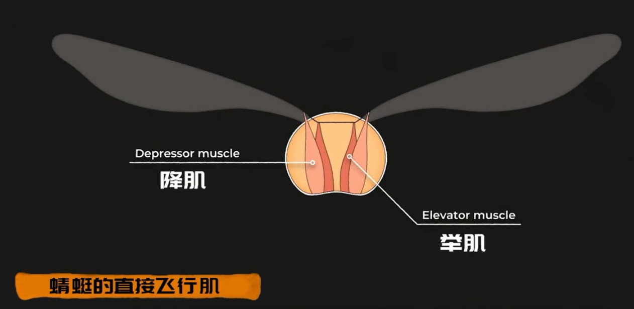 为何总是有人说「蜻蜓」不是地球上的生物