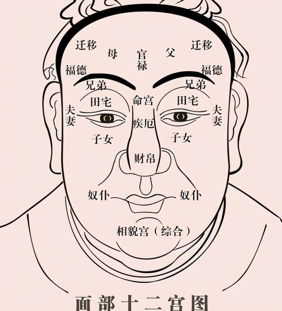 “头生九龙骨，早晚必显贵”，九龙骨是啥？老祖宗辨人术准吗？