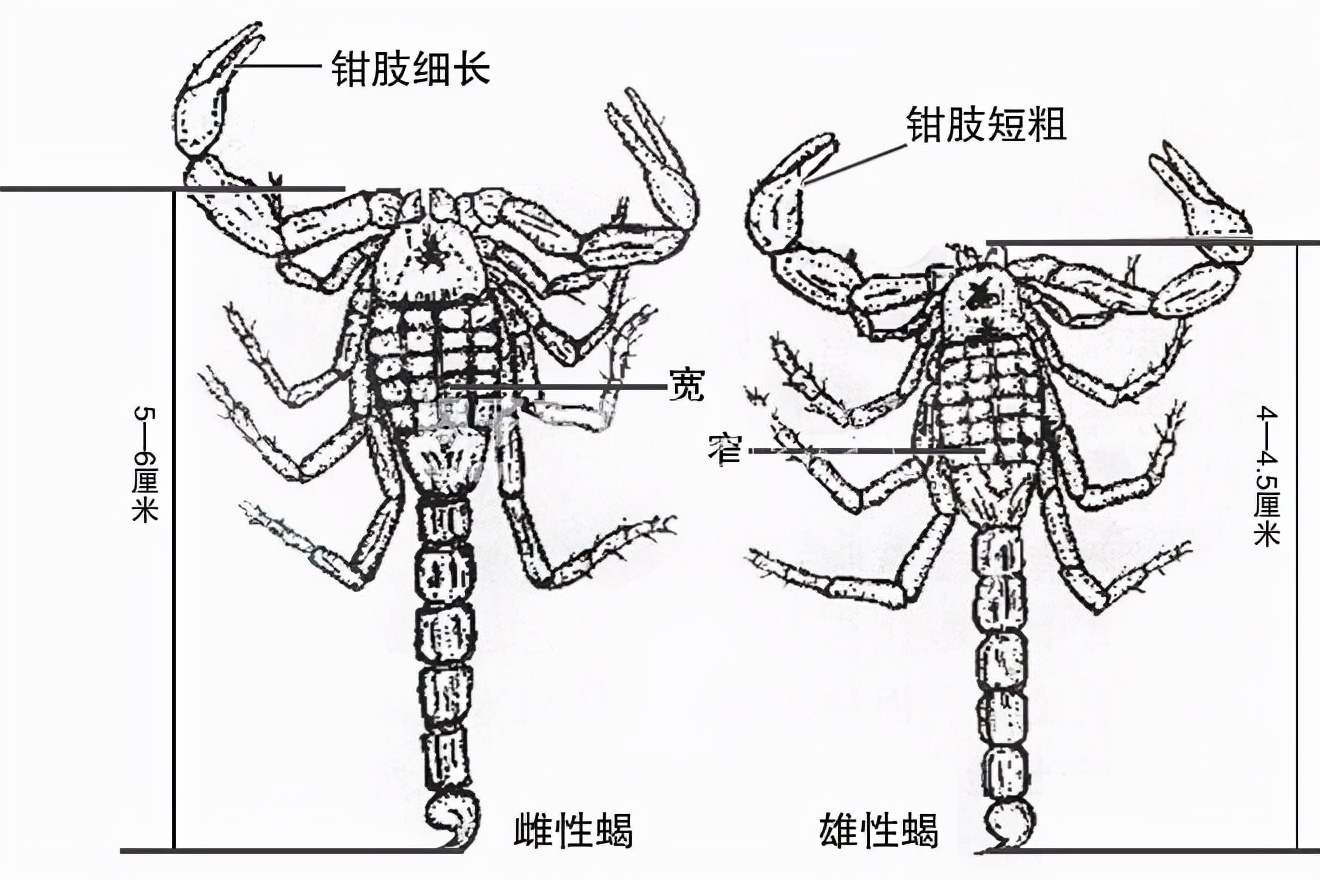 疯狂的蝎子：每年有100吨被吃掉，闷声的产业背后到底有何隐患？