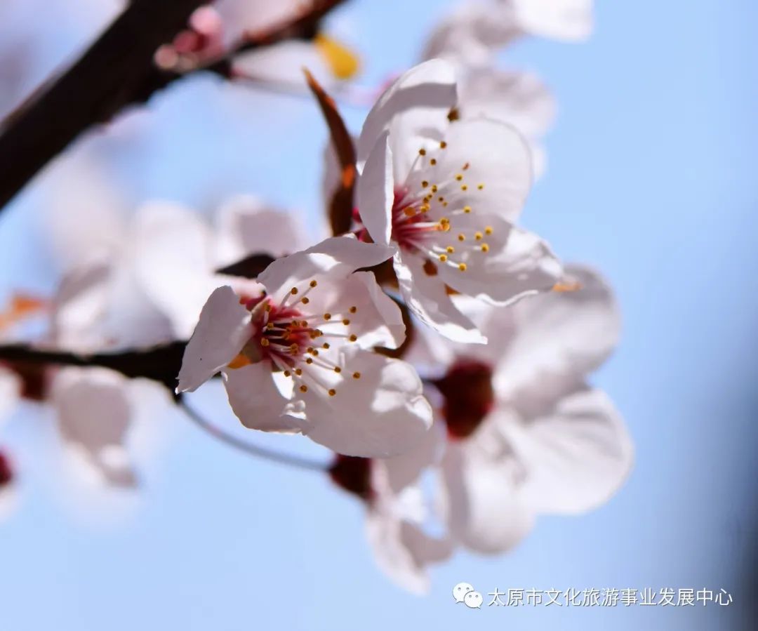 线上展览|“山河春意 锦绣太原——花的世界”主题摄影线上图片展（二十一）