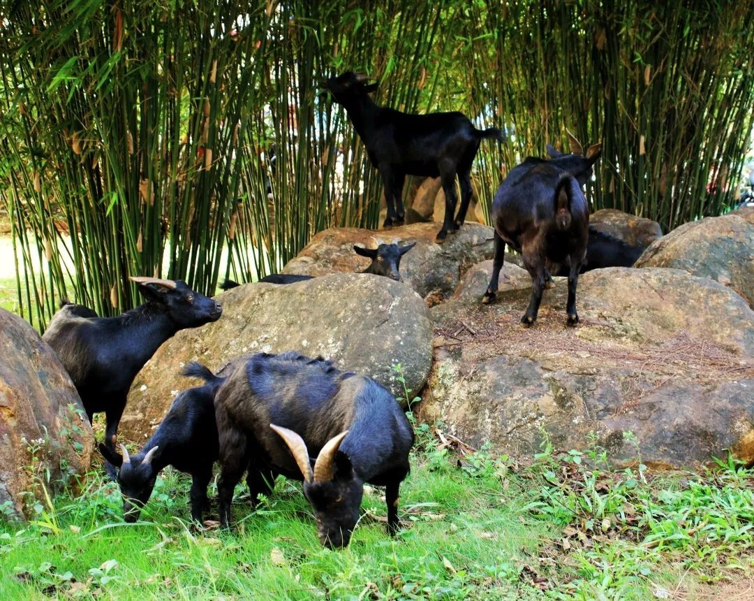 坐落于祖国最南端！这所高校承百年历史，风光秀美，实力强劲