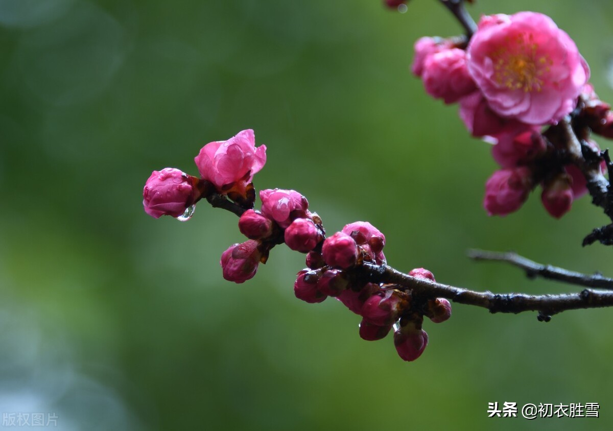 早春春雨美诗五首：隔帘春雨细，莺声细雨中