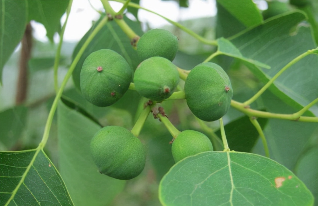 油桐果能吃吗(桐油果吃一点有毒吗) - 风集网