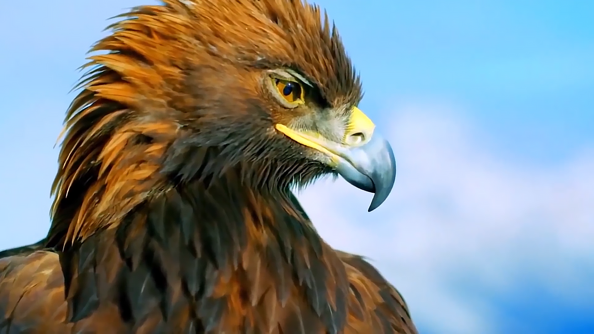 蜜蜂为新冠疫情立功，老鹰帮助抓恶人，动物的神奇天赋不可小瞧