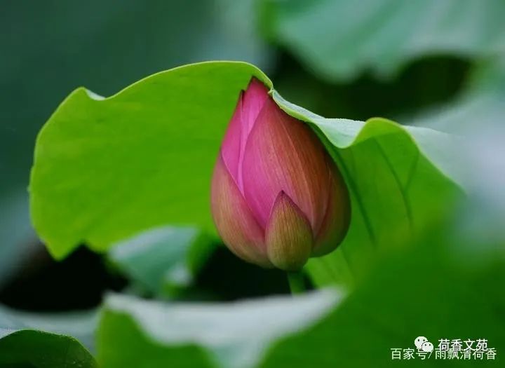 不畏风雨，不惧困难，愿你洗尽铅华，纤尘不染