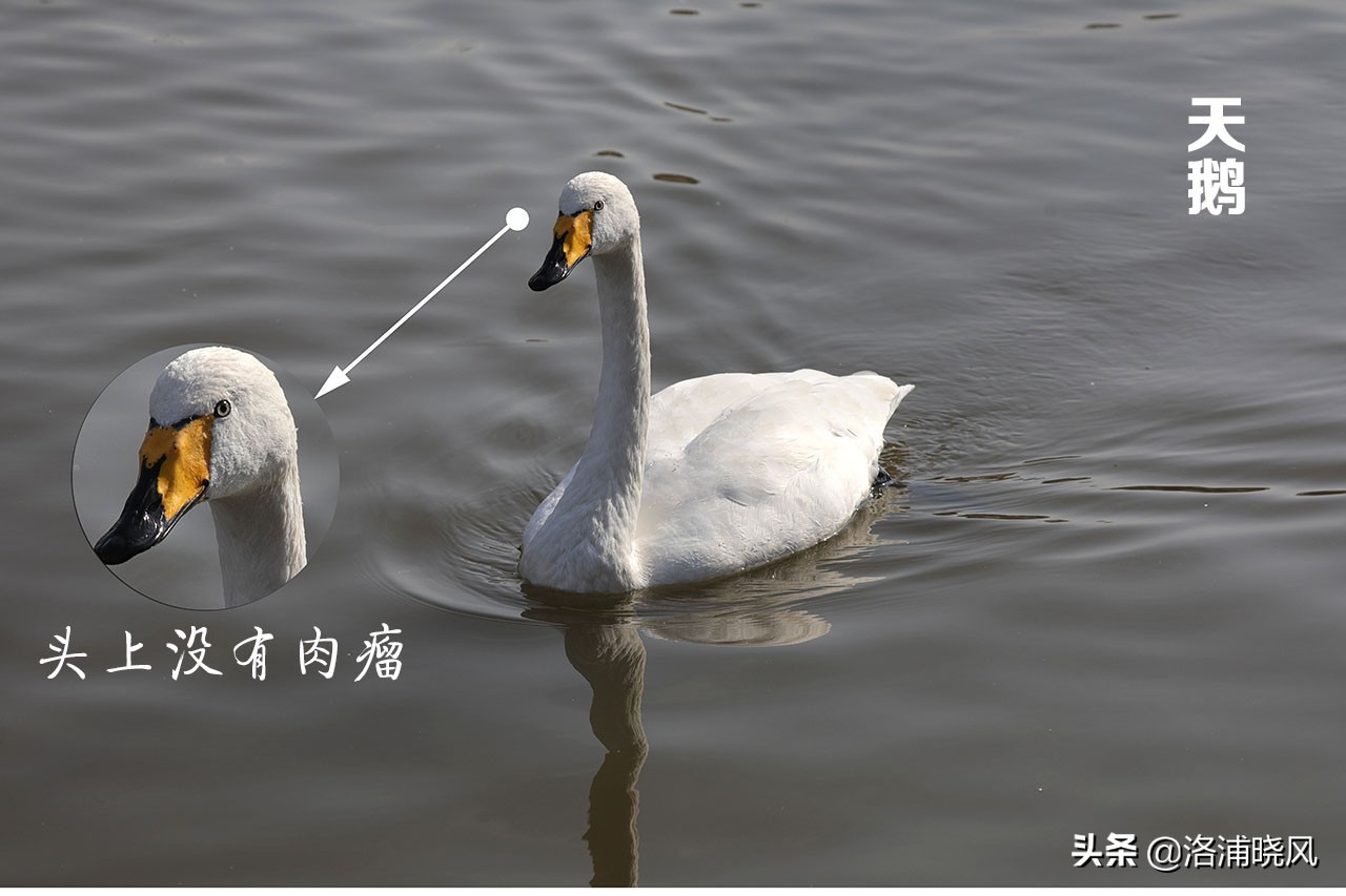 大雁与鹅的区别(家鹅与天鹅没有亲缘关系——兼谈家鹅与天鹅的区别)