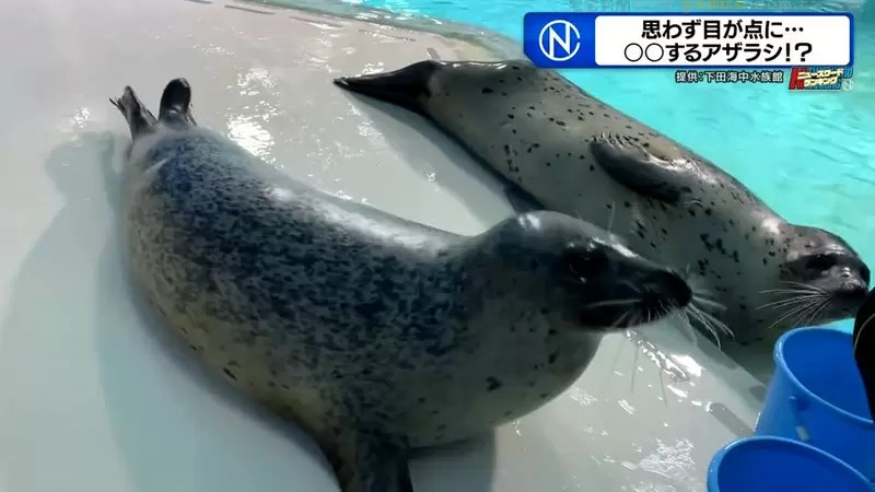 水族馆海豹超爱拥吻，惹人注目，日本饲养员：不是你想的那样