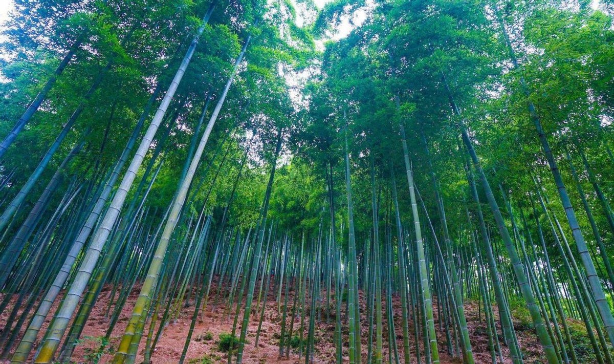 世界上长得最快的植物排名(丽水1竹子钻电线杆，贯穿9m，流言终结者测试过，能穿透假人身体)