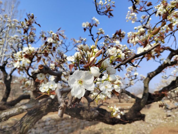 春风吹得梨花开—钢城颜庄埠东村百年梨园梨花盛开