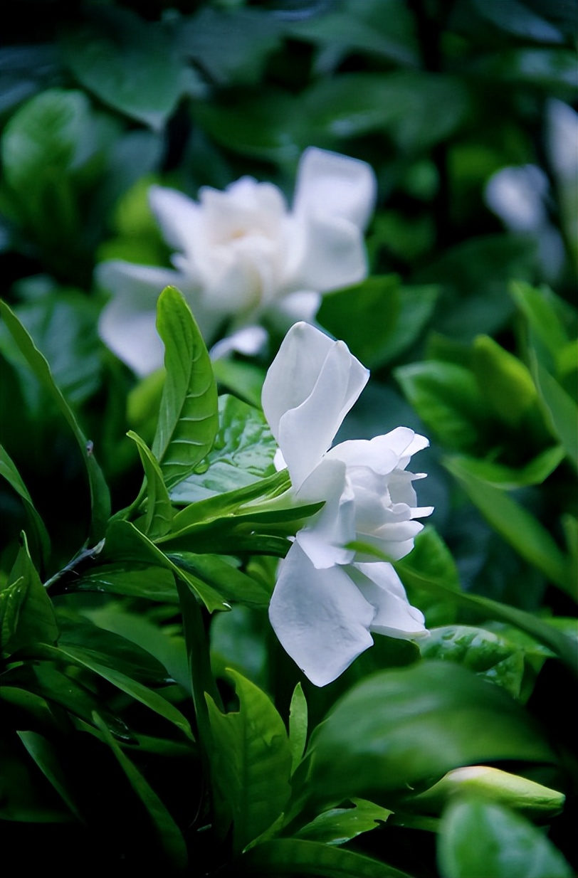 栀子花什么时候开 栀子花开花时间