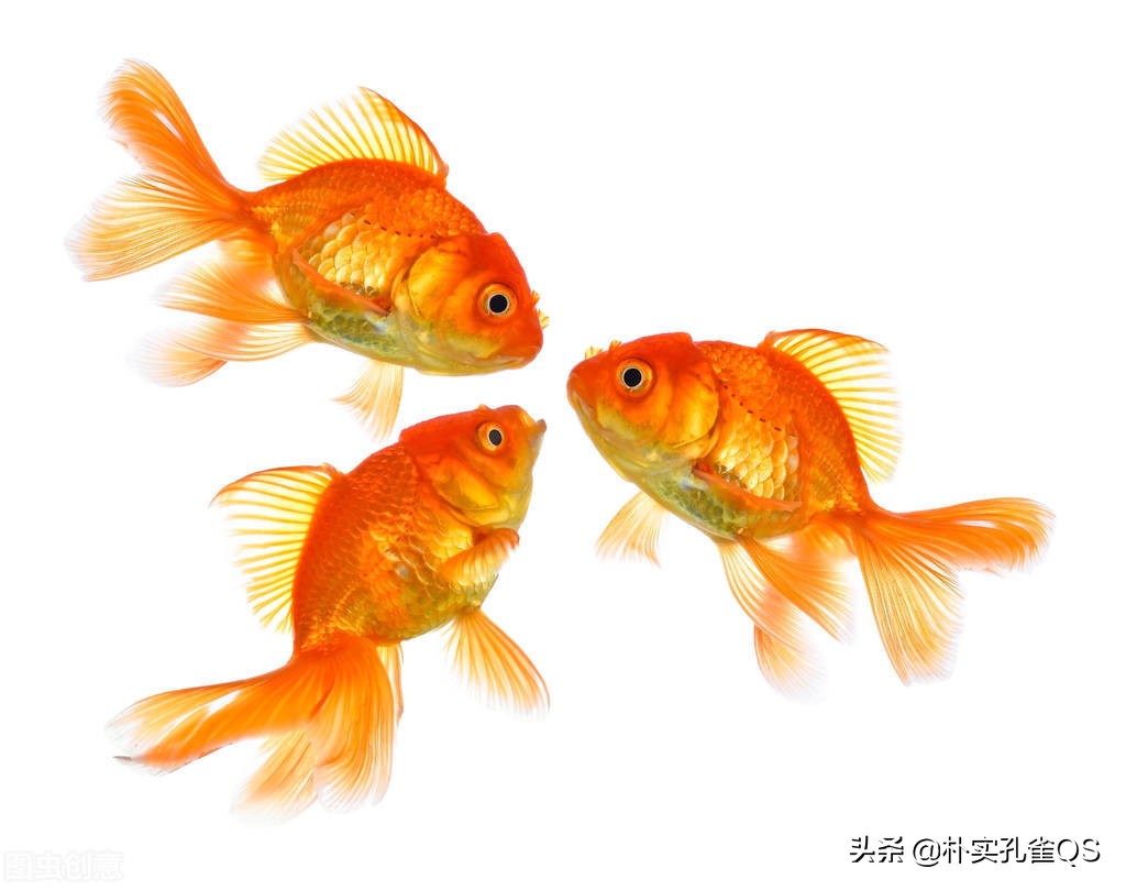 金鱼图(金鱼图片简笔画彩色)-我的快乐小窝