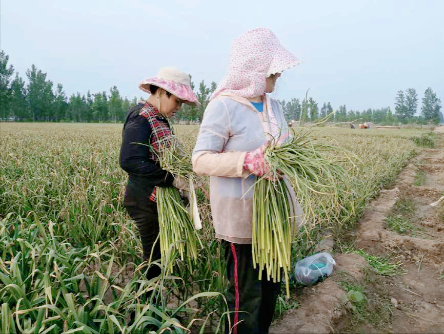蒜苔的做法教程（教你6种鲜嫩营养的家常菜）