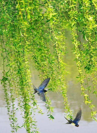 侯庆红 | 赏花庭院意难休 几时消尽万千愁（原创诗词十三首）