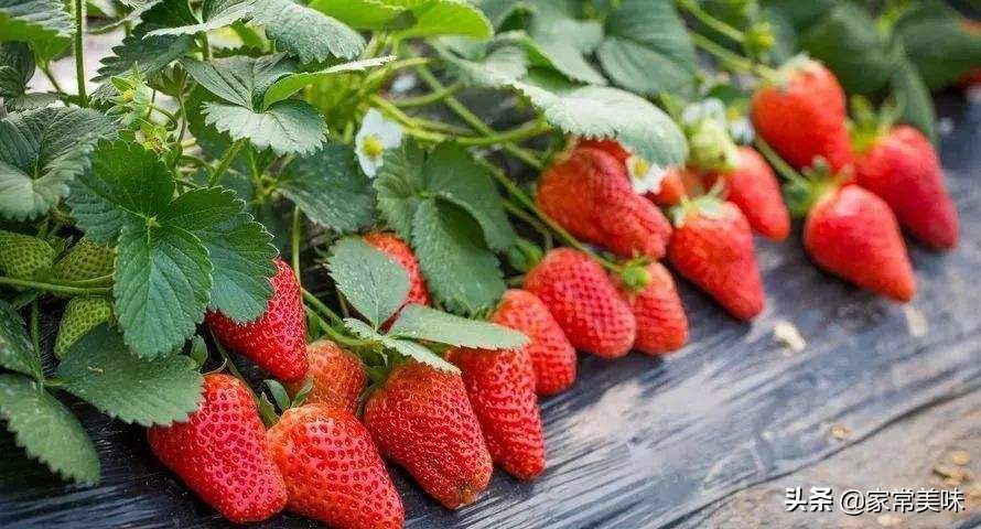 春季干燥，多吃这6种时令水果，水分充足营养高，健健康康过春天