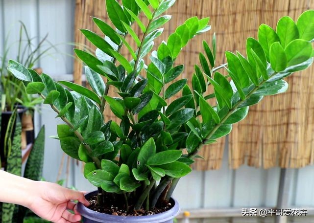 10种“富贵花”，给家里随便买几盆，高端、上档次，谁看了都喜欢