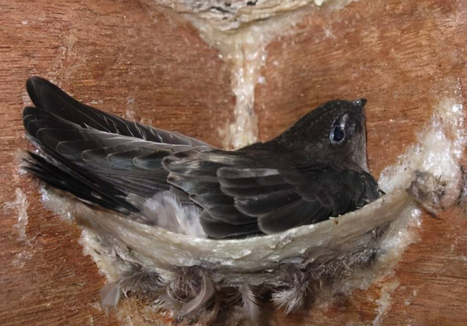 "无脚鸟"雨燕,一生边飞边睡,落地等于死亡,要怎么繁衍后代?