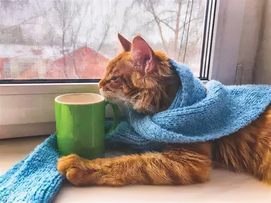 猫咪正常体温是多少（一文讲清猫咪体温问题）