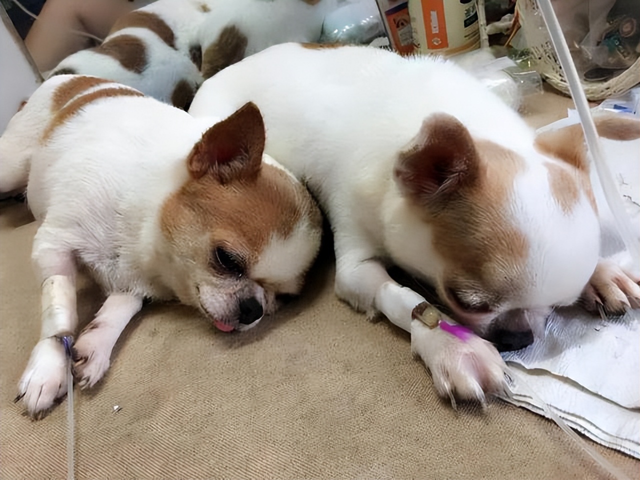 大眼萌狗 吉娃娃 为什么被大家 弃养 网友 受不了 天天看点