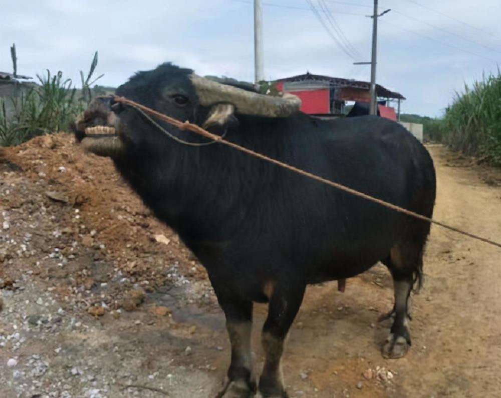 斗牛王"昆山":战前必喝6斤白酒,每月伙食费上万,体重高达1吨