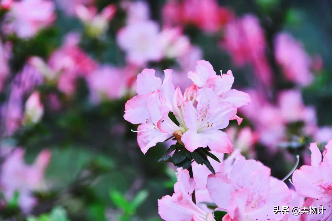 菊花的花语和寓意（一文了解菊花象征的含义）