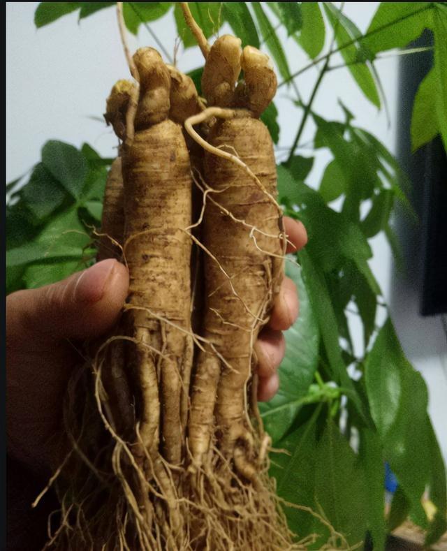 世界上最老的人参(世界上最老的人参图片) - 武陵观察网