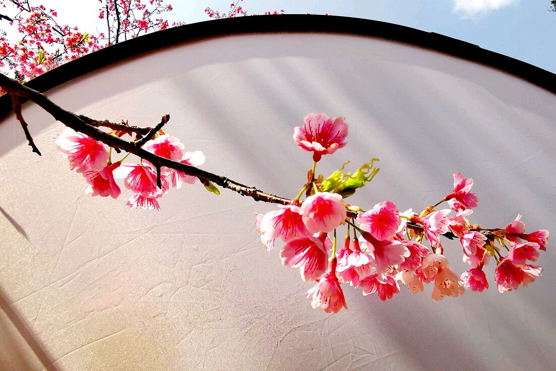 一枝红杏出墙来上一句 一支红杏出墙头全诗-百科叔叔