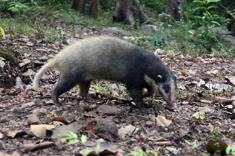 新疆发现山獾,长着一个猪鼻,四肢有利爪,遇人会站起来