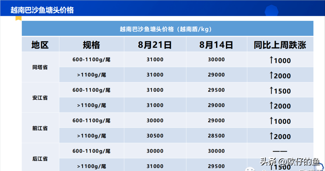 湄公鱼多少钱一斤图片