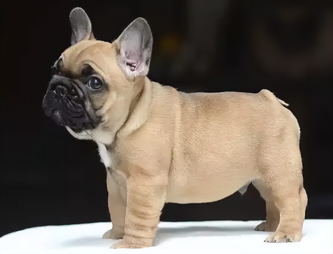 法国斗牛犬年龄表:你家法牛相当于人类几岁?