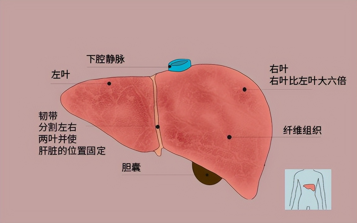 血红蛋白偏高是怎么回事（胆红素偏高说明什么？怎样才能降低胆红素？医生为你解答）-华海博客