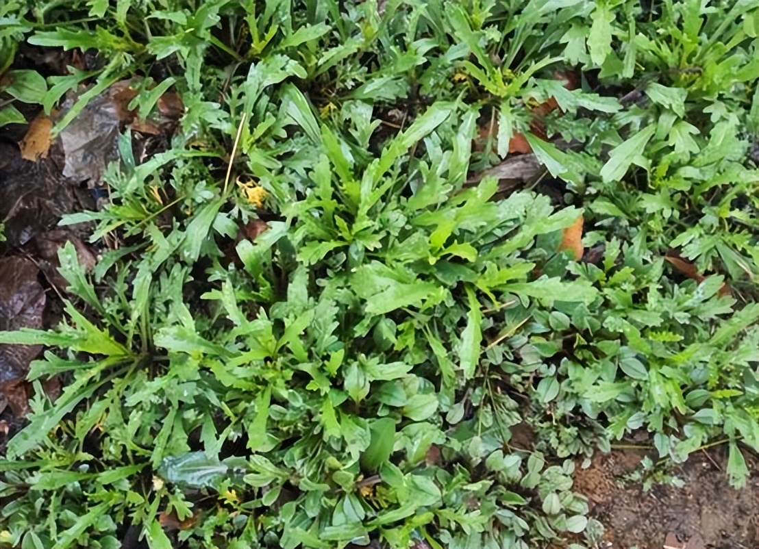 断肠草图片一家六口误食断肠草