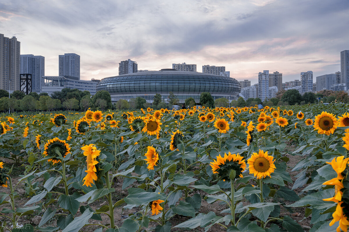 武汉理工大学王牌专业排名（2022年武汉理工大学招生计划及往年录取分数参考）