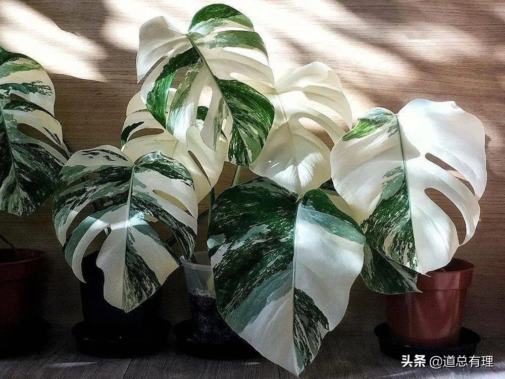 植物墙多少一平方(一片叶子两三万？植物消费爆火背后的“阳谋”)