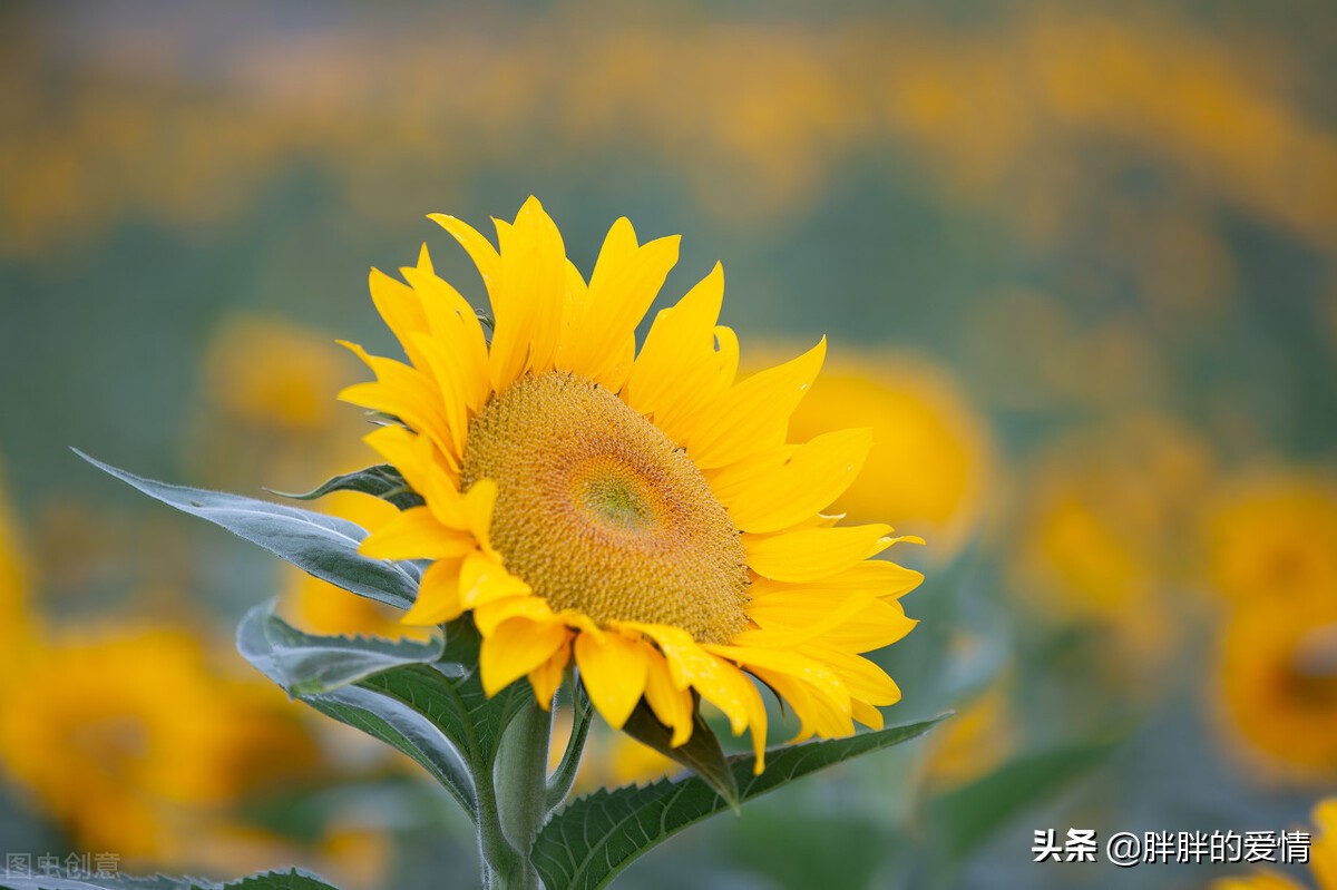 向日葵正能量的句子（分享几句阳光正能量的句子）