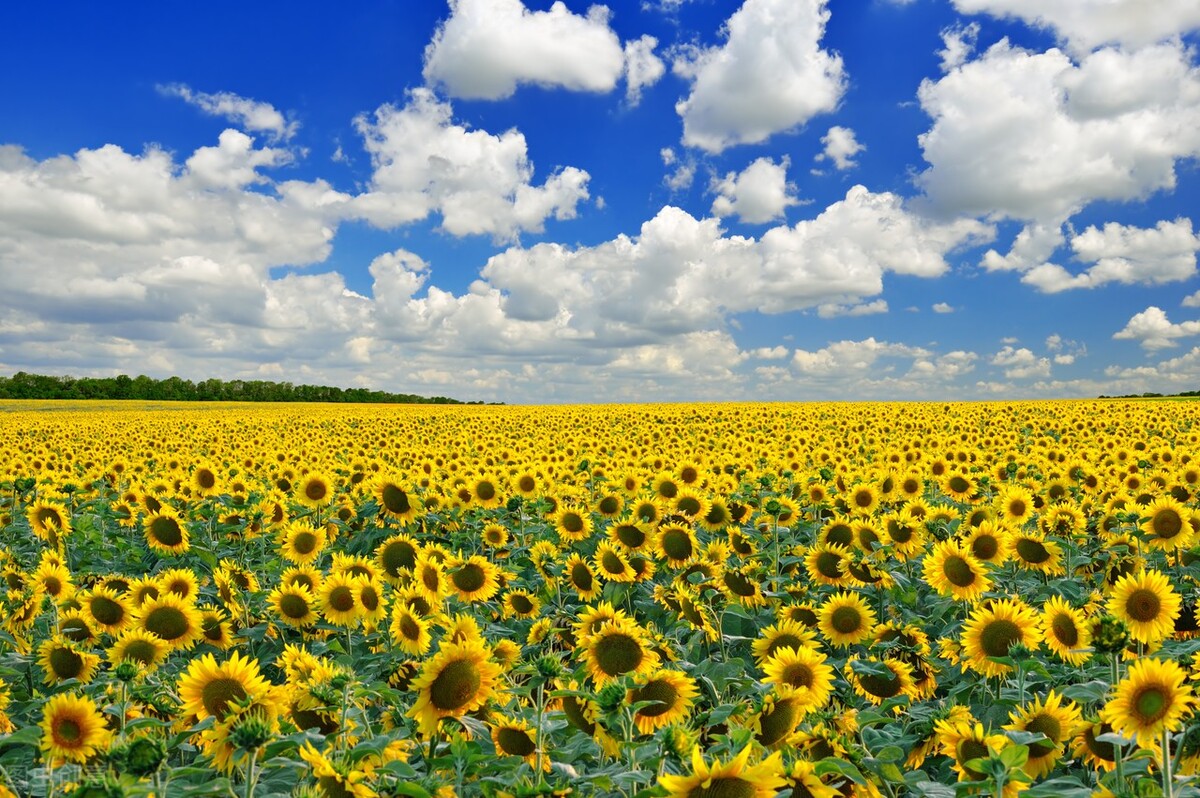 清晨阳光美好的20句早安心语,值得收藏使用