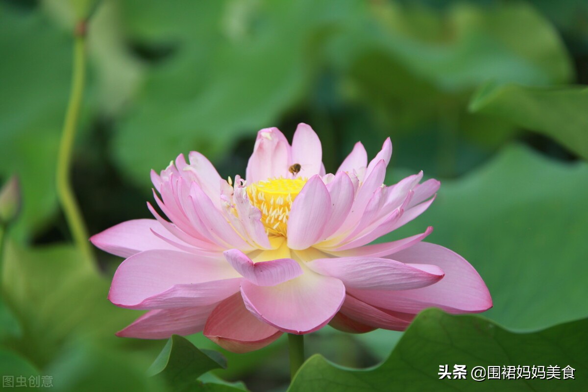 春末夏初，建多吃2豆2蛋2果，，家人健康，平安入夏