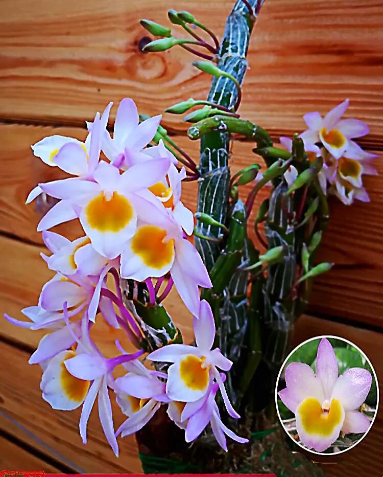 玫瑰石斛～茎悬垂，花姿优雅，玲珑可爱，花色鲜艳，气味芳香