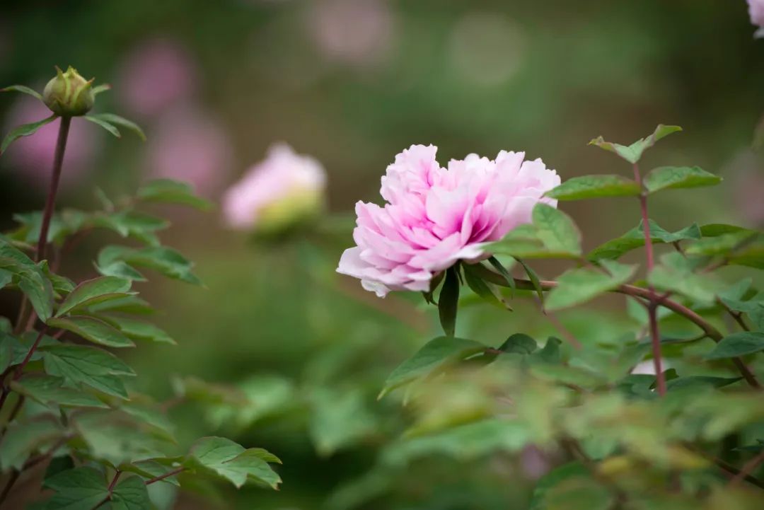 唯有牡丹真国色，花开时节动仁和 |让你最懂仁和普宁“牡丹园”