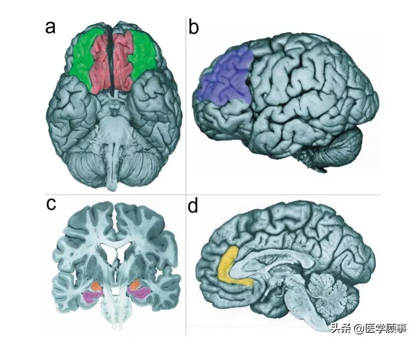 如何解读大脑与情绪的行为？