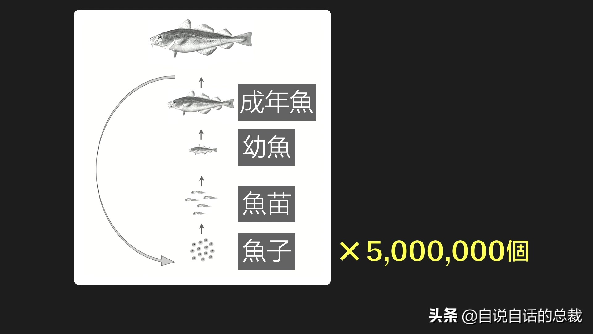 为什么买到的鳕鱼都是假的？这背后，原来是它曾经改变世界的故事