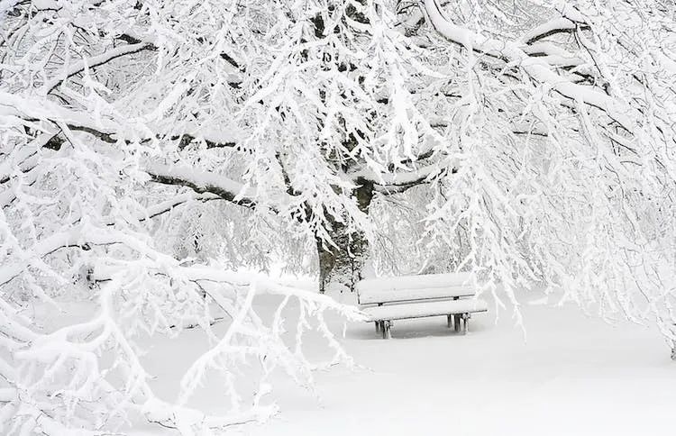 20张冬日摄影佳作，漫天的雪花落下来，浪漫得不像话