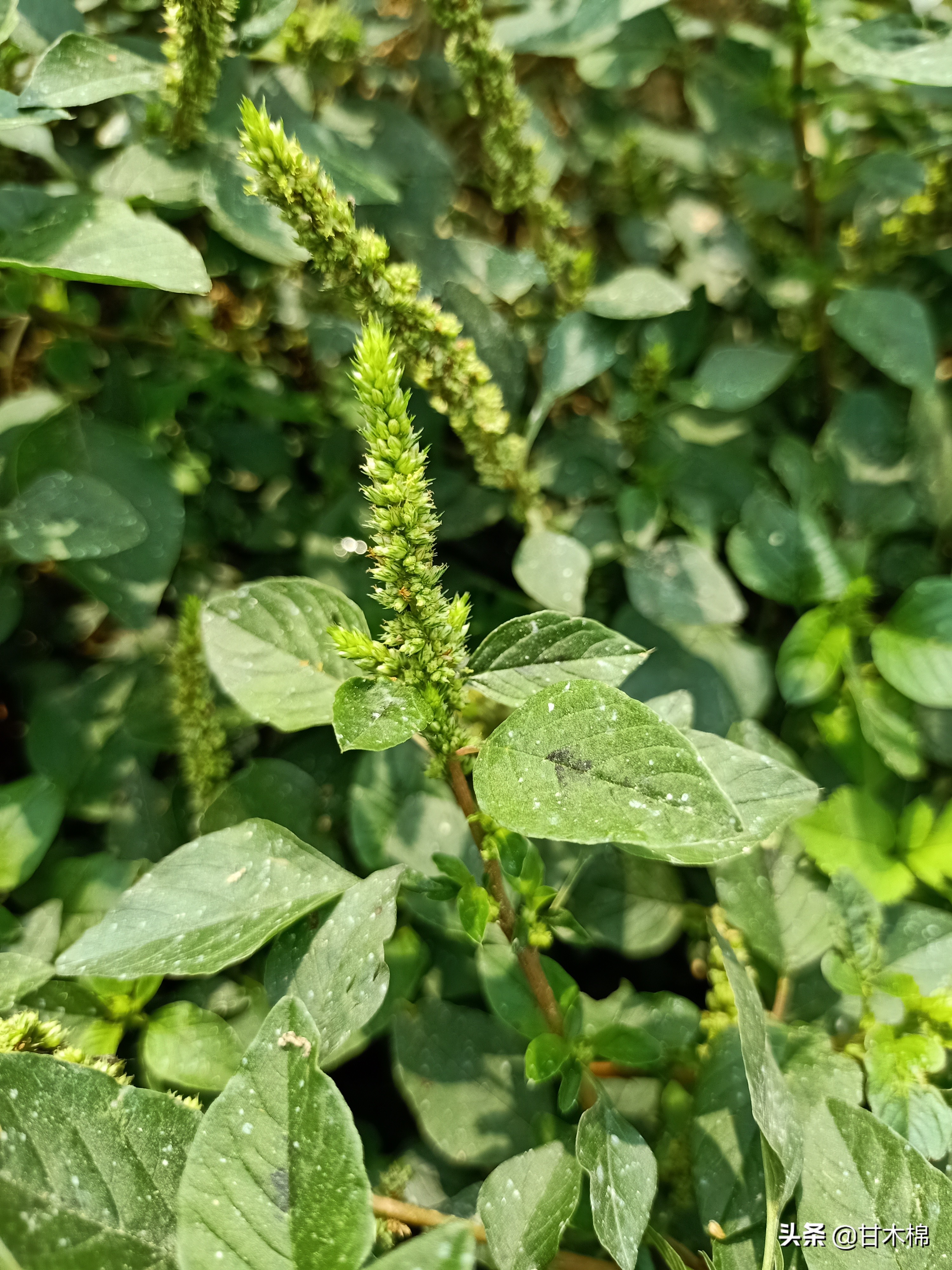 刺苋在中国大部分地区均有分布,以根部入药或煲汤,嫩茎叶作野菜食用.