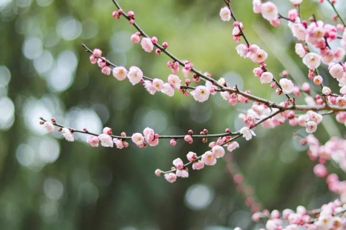 高清大图来袭！湖北高校“最美校花”新鲜出炉！颜值超高，惊艳众人！
