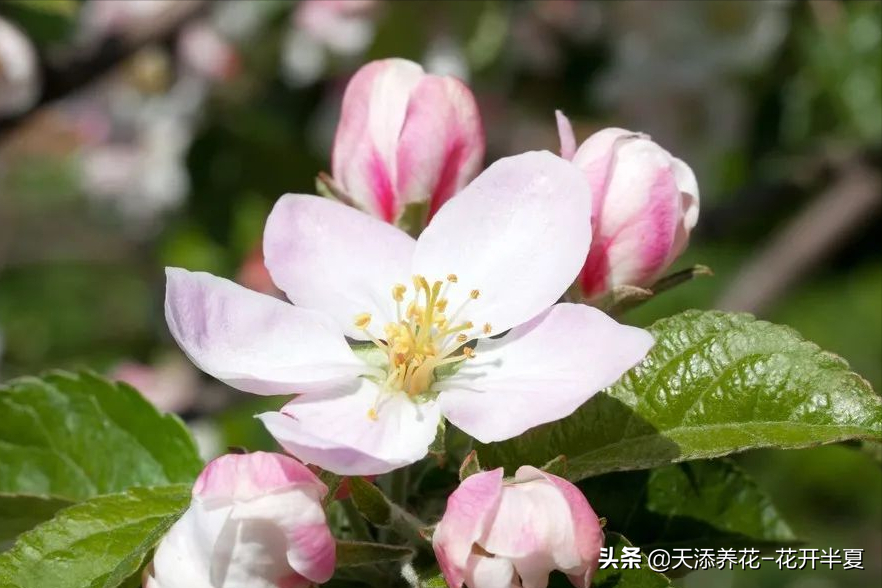 苹果叶子图片（两分钟教你如何分辨苹果花和海棠花）