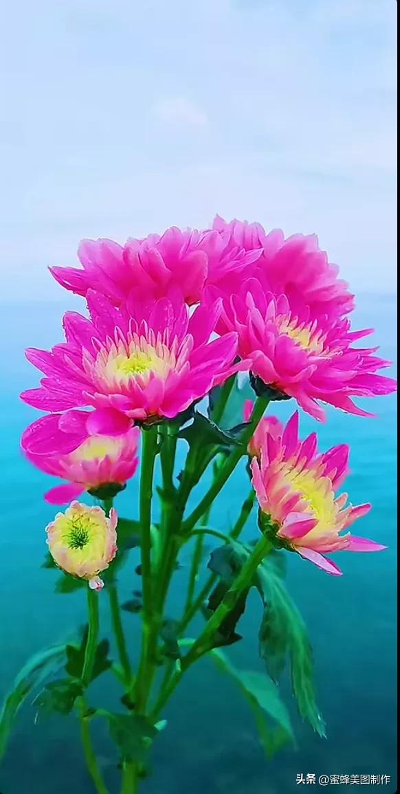 赞美花开放的优美句子发朋友圈「赞美花开放的优美句子」_爱阅读