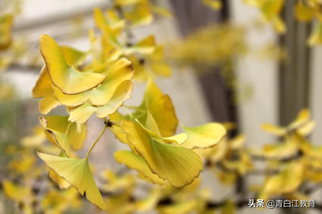 秋冬美图来袭① | 为你喜欢的校园美景投票吧